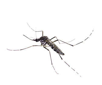 mosquito tigre (Aedes albopictus)